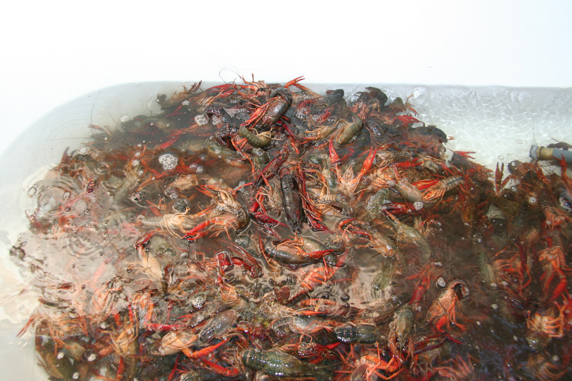 Seafood-Tradition in Louisiana: Flusskrebse/Louisiana seafood tradition: Crawfish
